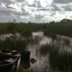 A Florida International University-led saltwater addition experiment is taking place in the Everglades to explore the effects of rising sea levels.